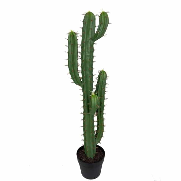 faux cactus plant in black pot
