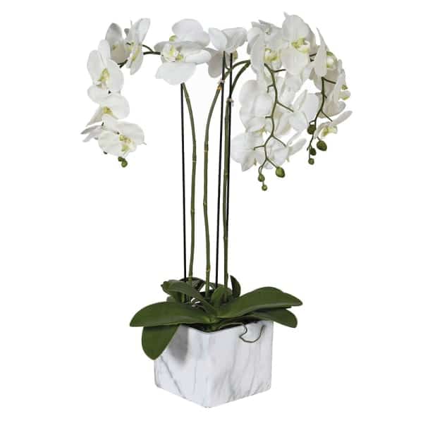 White Orchid in Marbled Pot